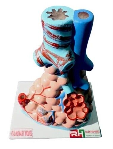 Magnified Pulmonary Alveol IXC 3