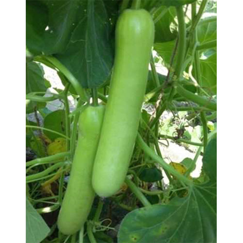 Naveen-55 HYB Bottle Gourd