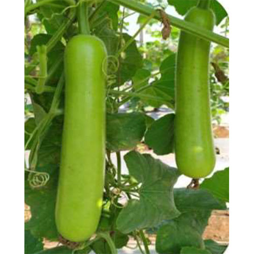 Kirdar-155 HYB Bottle Gourd