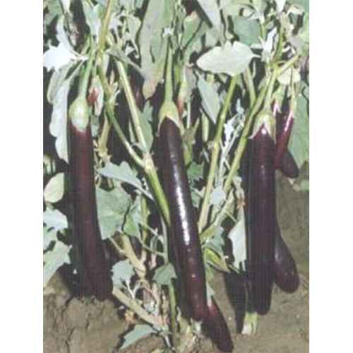 Vikash-74 Hyb Brinjal