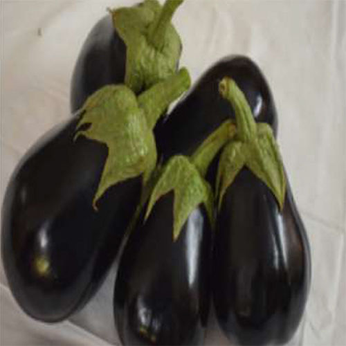 SKS-1010 HYB Brinjal