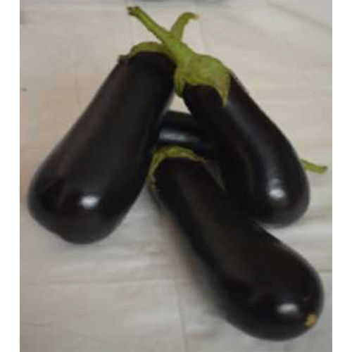 SKS-1015 HYB Brinjal