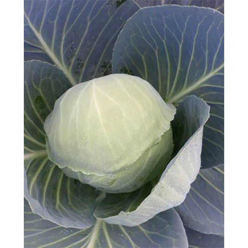 Early Ball HYB Cabbage