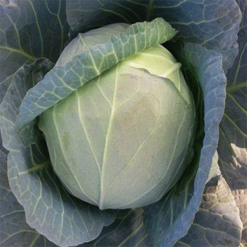 Vartika-65 HYB Cabbage
