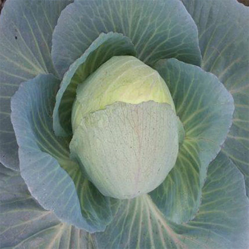 Shikhar HYB Cabbage