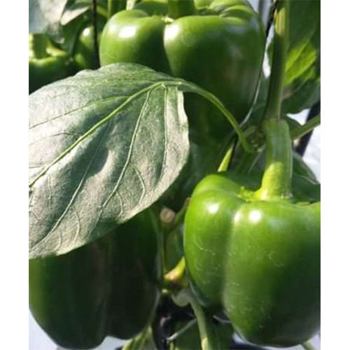 Avtar HYB Capsicum