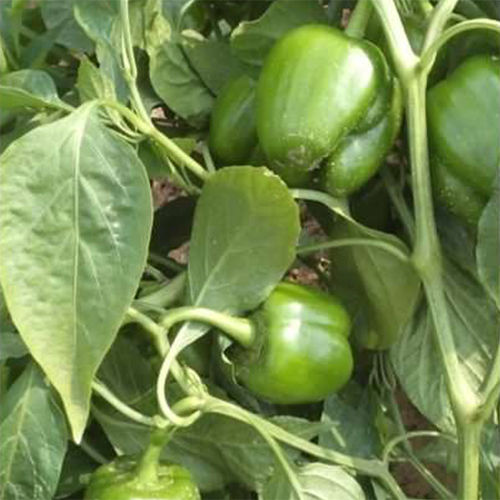 Deva HYB Capsicum