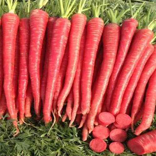 Wonder Red HYB Carrot