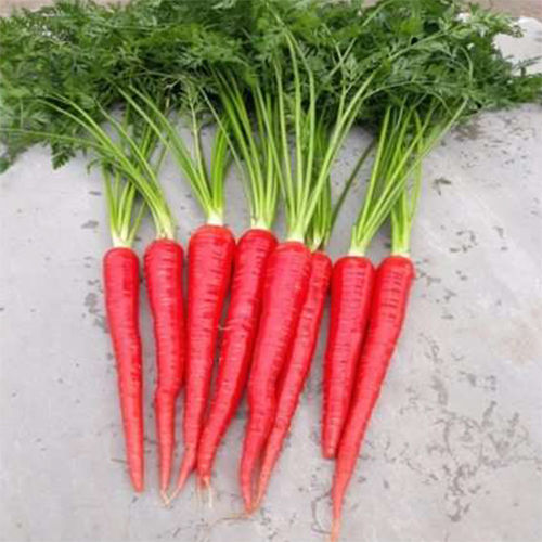 Red Queen HYB Carrot
