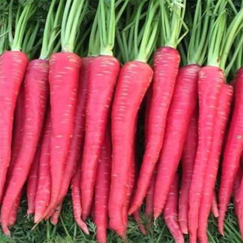 Desi Red OP Carrot