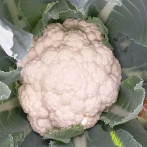 Early Barkha HYB Cauliflower