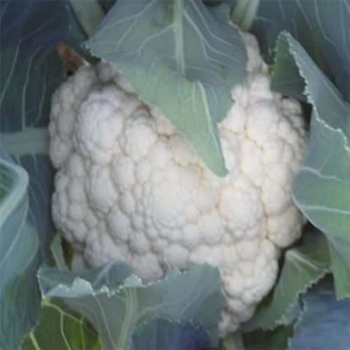 SKS-522 HYB Cauliflower