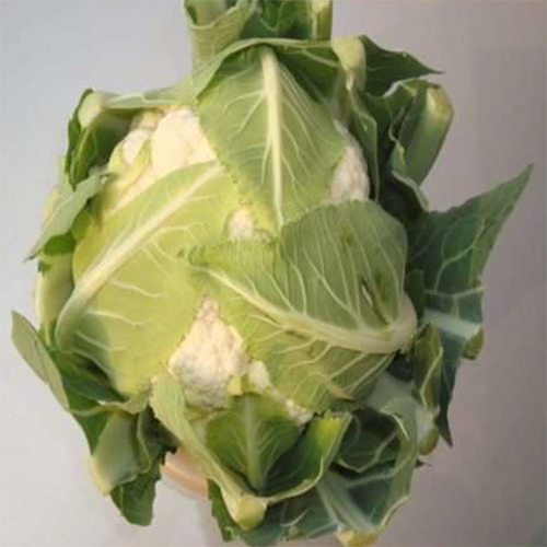 Khushi HYB Cauliflower
