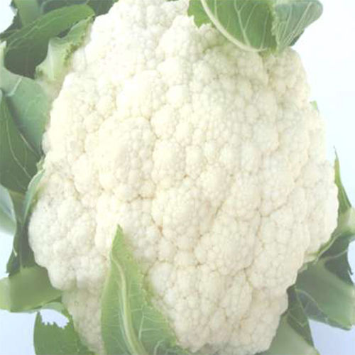 Early Basant HYB Cauliflower