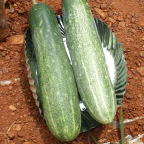 Manish HYB Cucumber