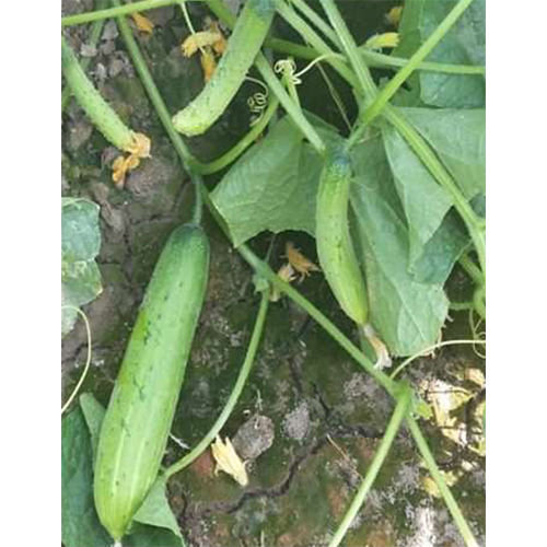 Himanshi HYB Cucumber