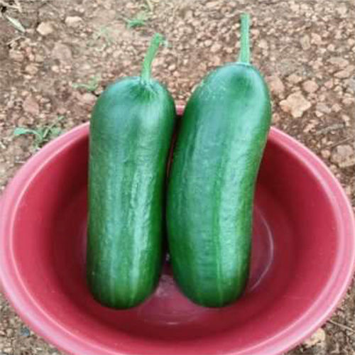 SKS-4612 HYB Cucumber