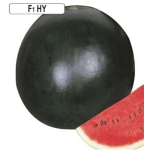 Black King HYB Water Melon