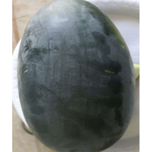 Black Baby HYB Water Melon