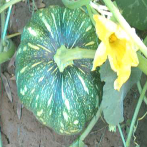 Mahima HYB Pumpkin