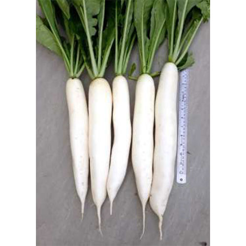 Kanak White XX30 HYB Radish