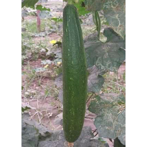 Chetan HYB Sponge Gourd