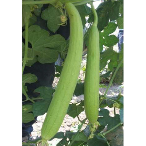 Sundari HYB Sponge Gourd