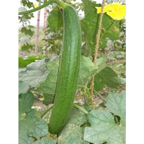 Naina HYB Sponge Gourd