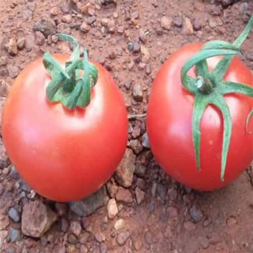 Varsha HYB Tomato