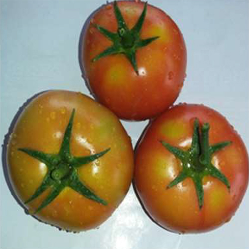 Ritu HYB Tomato