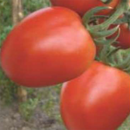 Uphar HYB Tomato