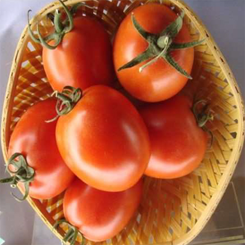 Rudraksh HYB Tomato