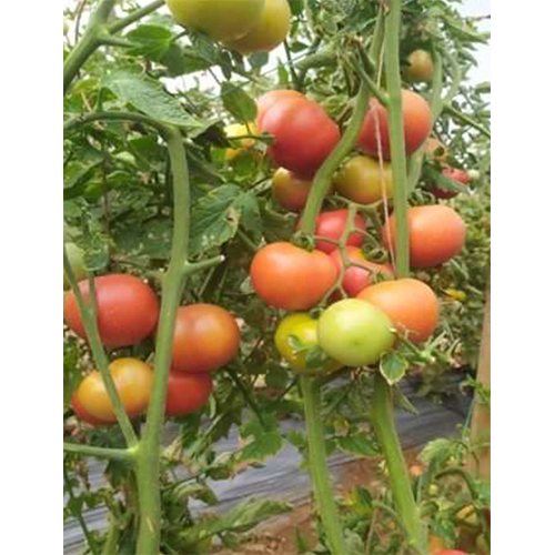 Shikhar HYB Tomato