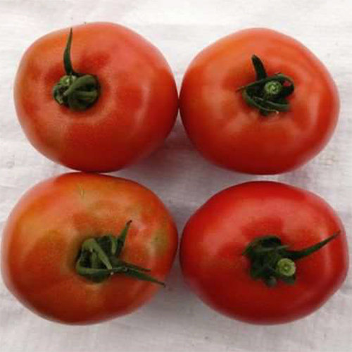 SKS-3505 HYB Tomato