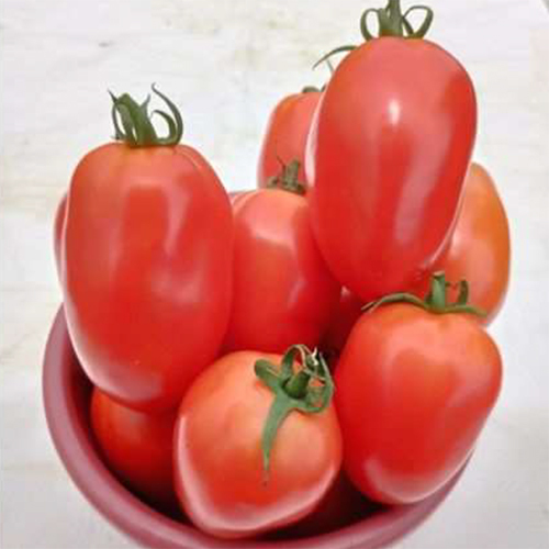 SKS-3310 HYB Tomato