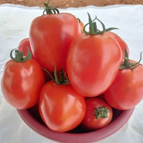 Sks-1210 Hyb Tomato