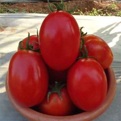 Tomato Seeds