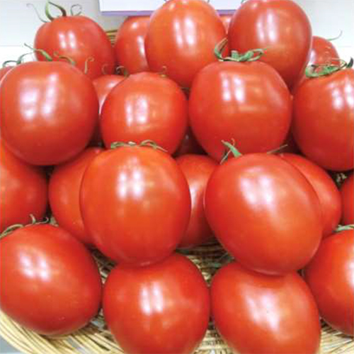 SKS-566 HYB Tomato