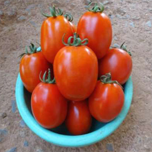 SKS-572 HYB Tomato