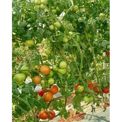 SKS-853 HYB Tomato