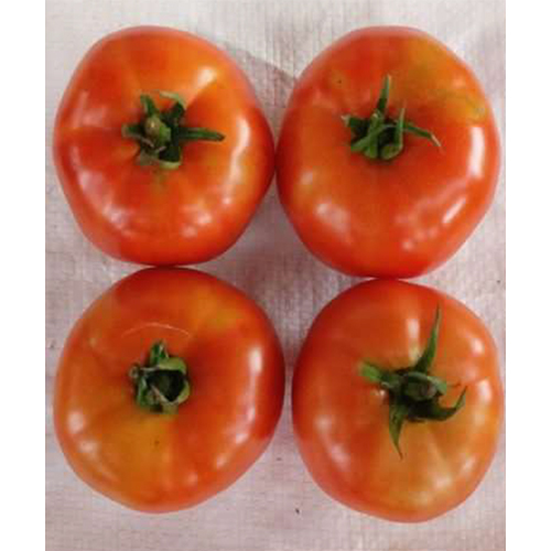 SKS-4042 HYB Tomato