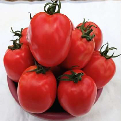 SKS-4043 HYB Tomato