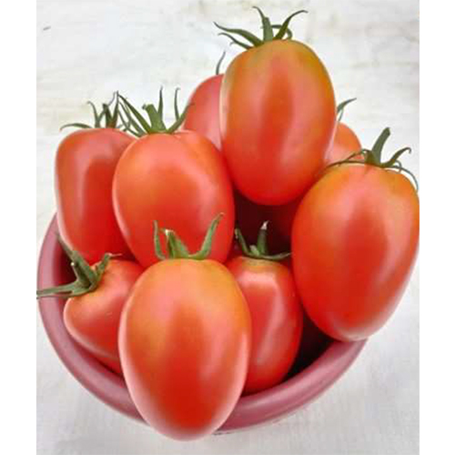 SKS-4052 HYB Tomato