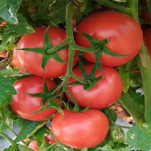 SKS-4077 HYB Tomato