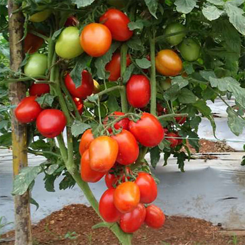 SKS-4020 HYB Tomato