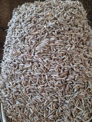Cumin spices seeds