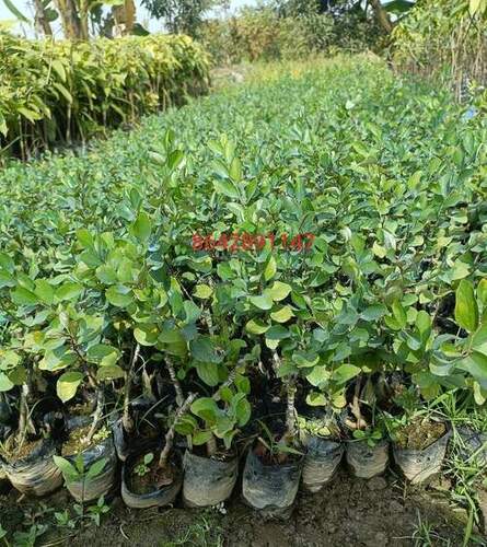 Ball Sundari Apple Ber Plants