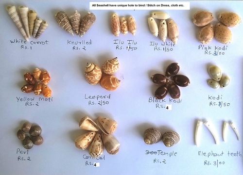 Sea Shell - Color: Natural/White With Brown Tones