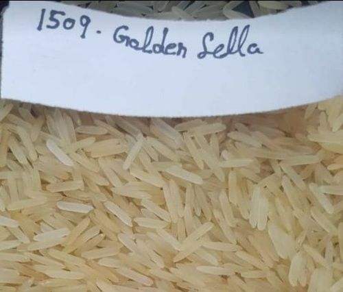 1509 Golden Sella