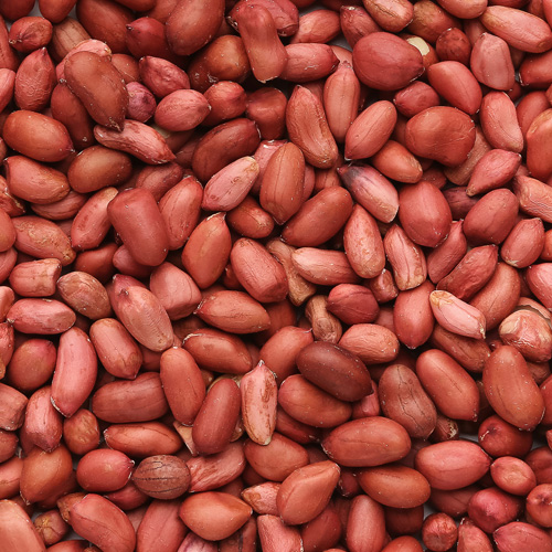 Groundnut Oil Seeds